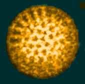 rotavirus.jpg