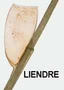 liendre.jpg
