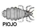 piojo.jpg