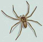 La araña